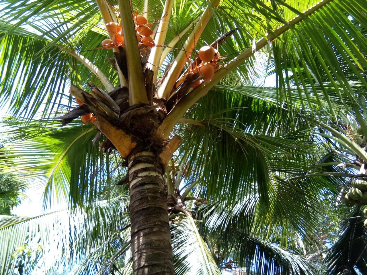 Apartamento Coconut Grove Kochi Exterior foto